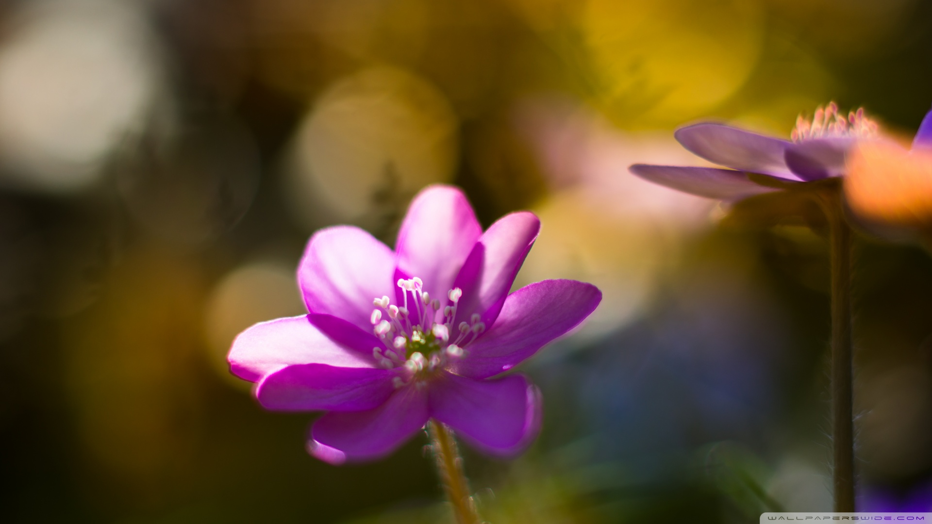 中午可以喝灵芝孢子粉吗