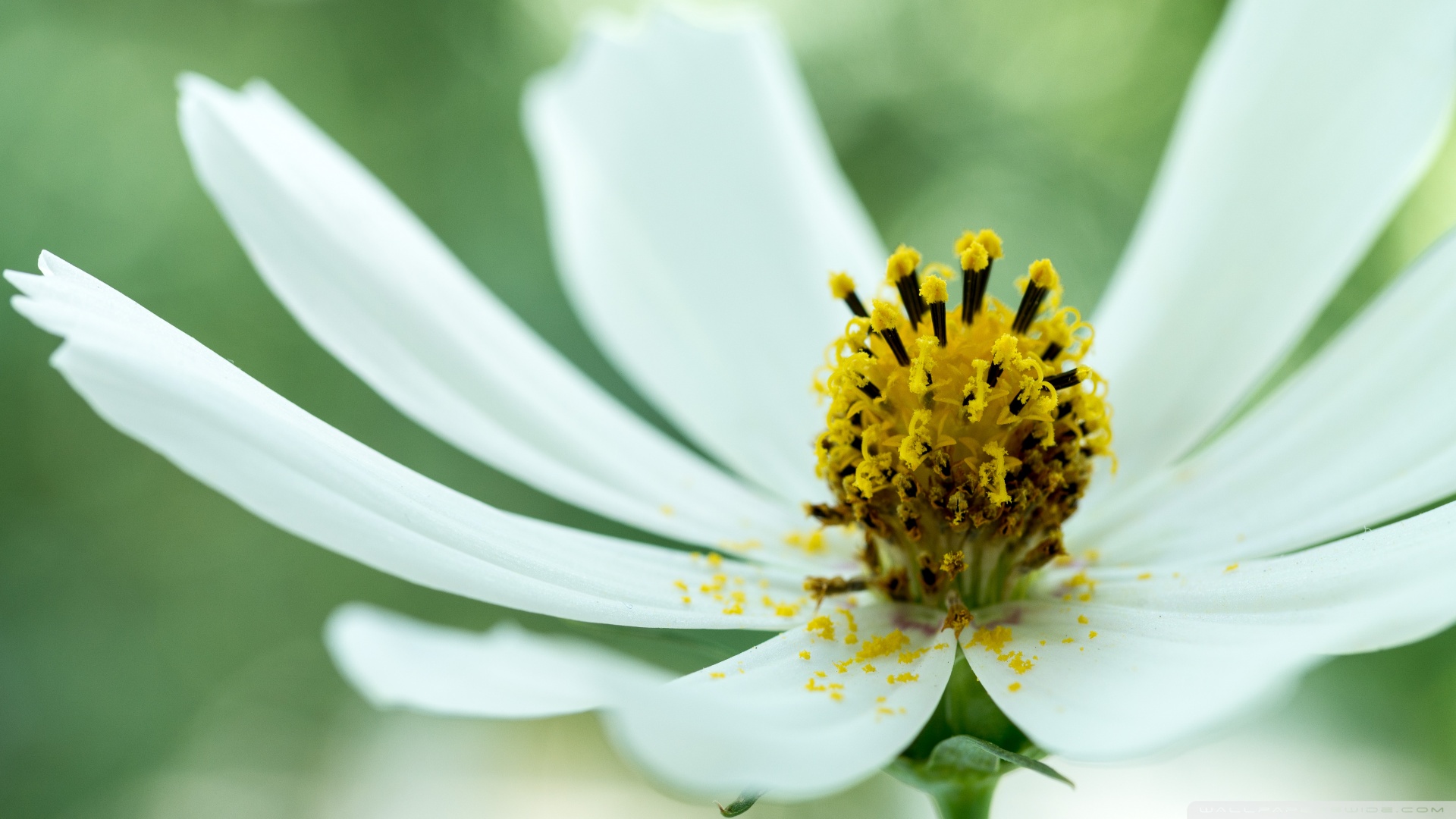 科泰靈芝孢子粉膠囊 長春