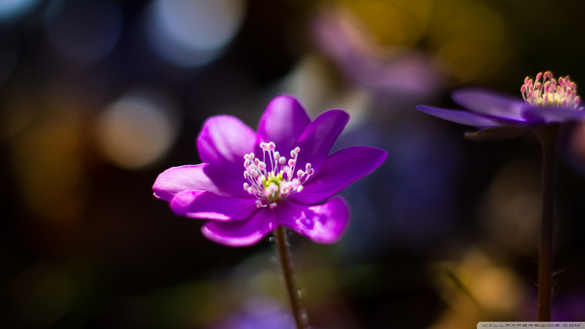 松杉灵芝