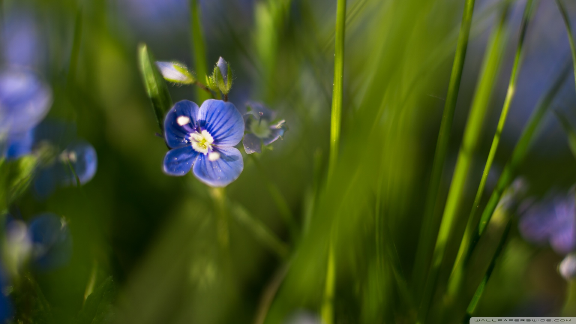 野生火炭菌