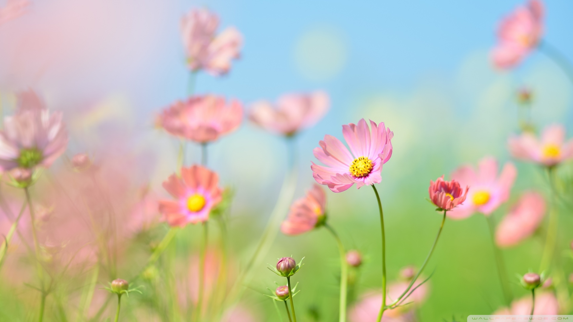 靈芝孢子粉的服用時間