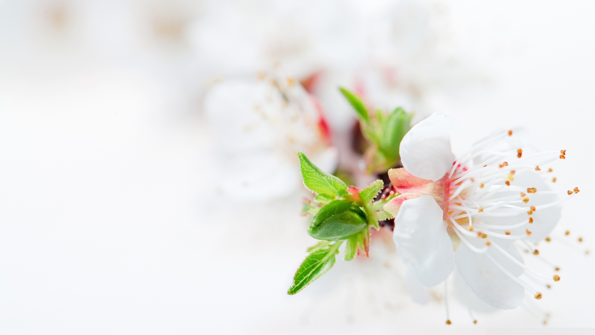 靈芝孢子粉過期二年