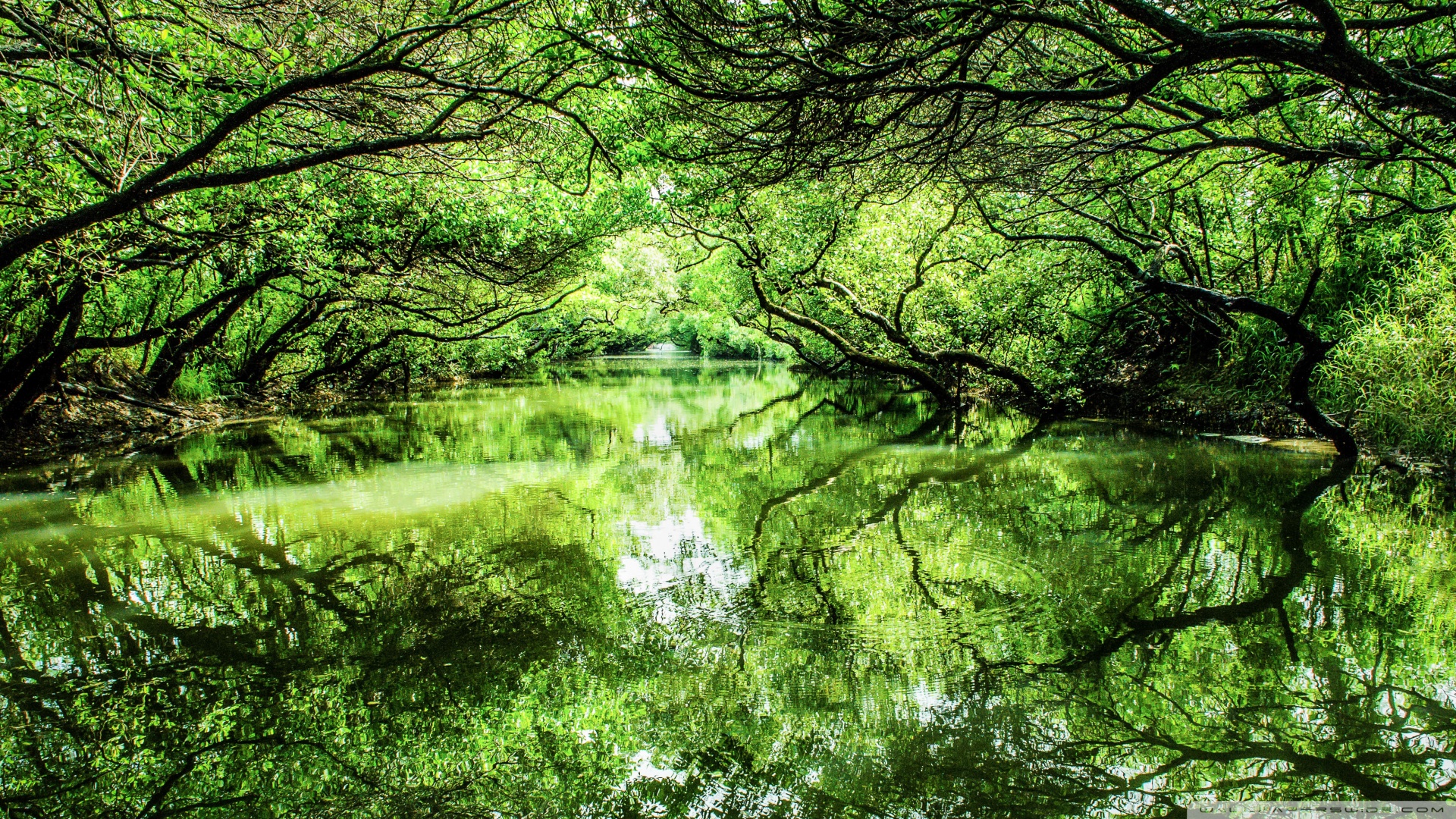 虫草怎么泡水