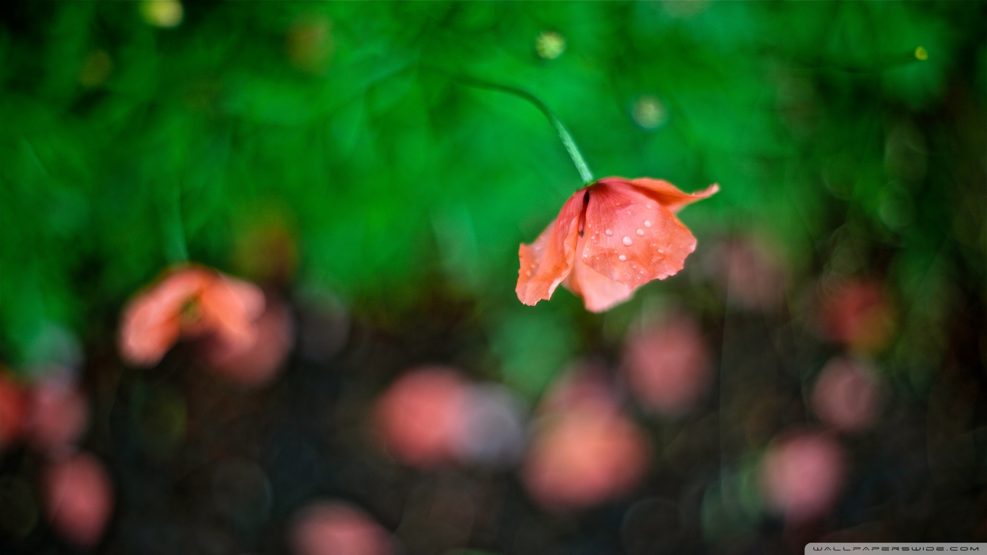 三七桑花