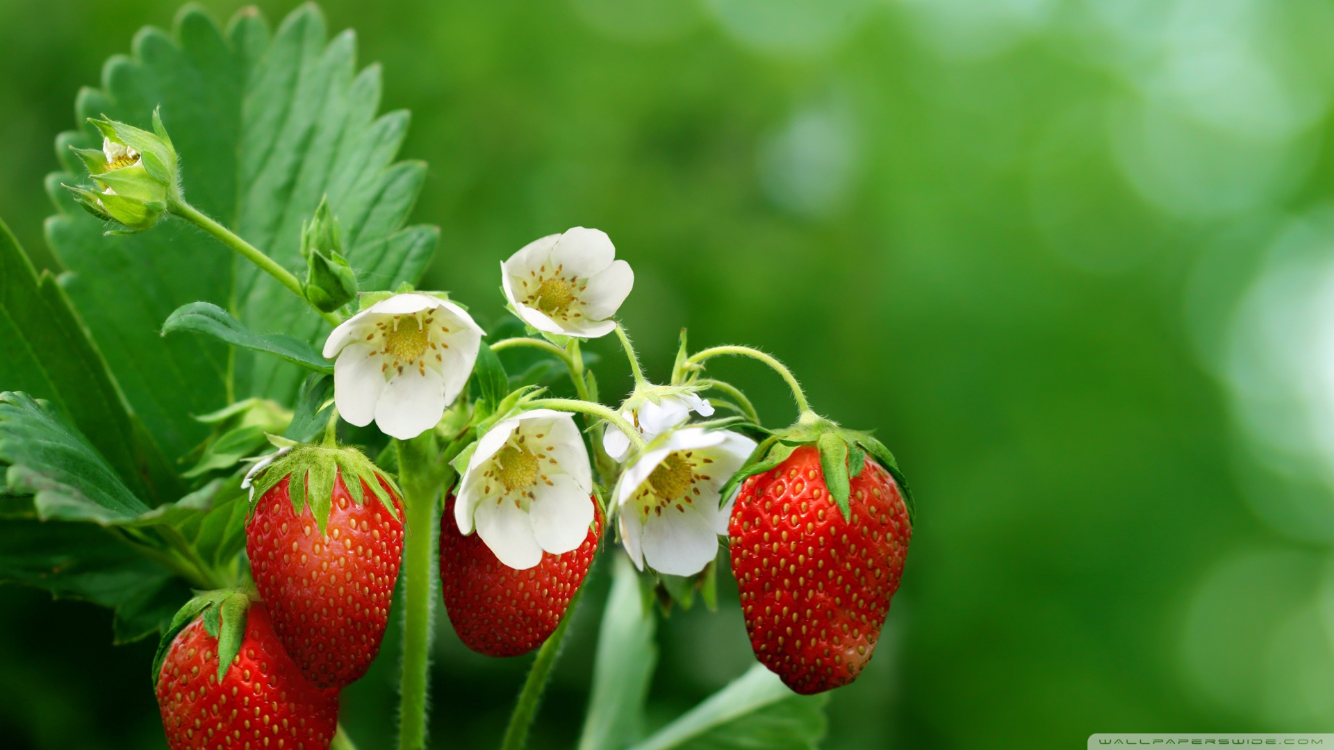 請(qǐng)問哪里的靈芝孢子粉最好