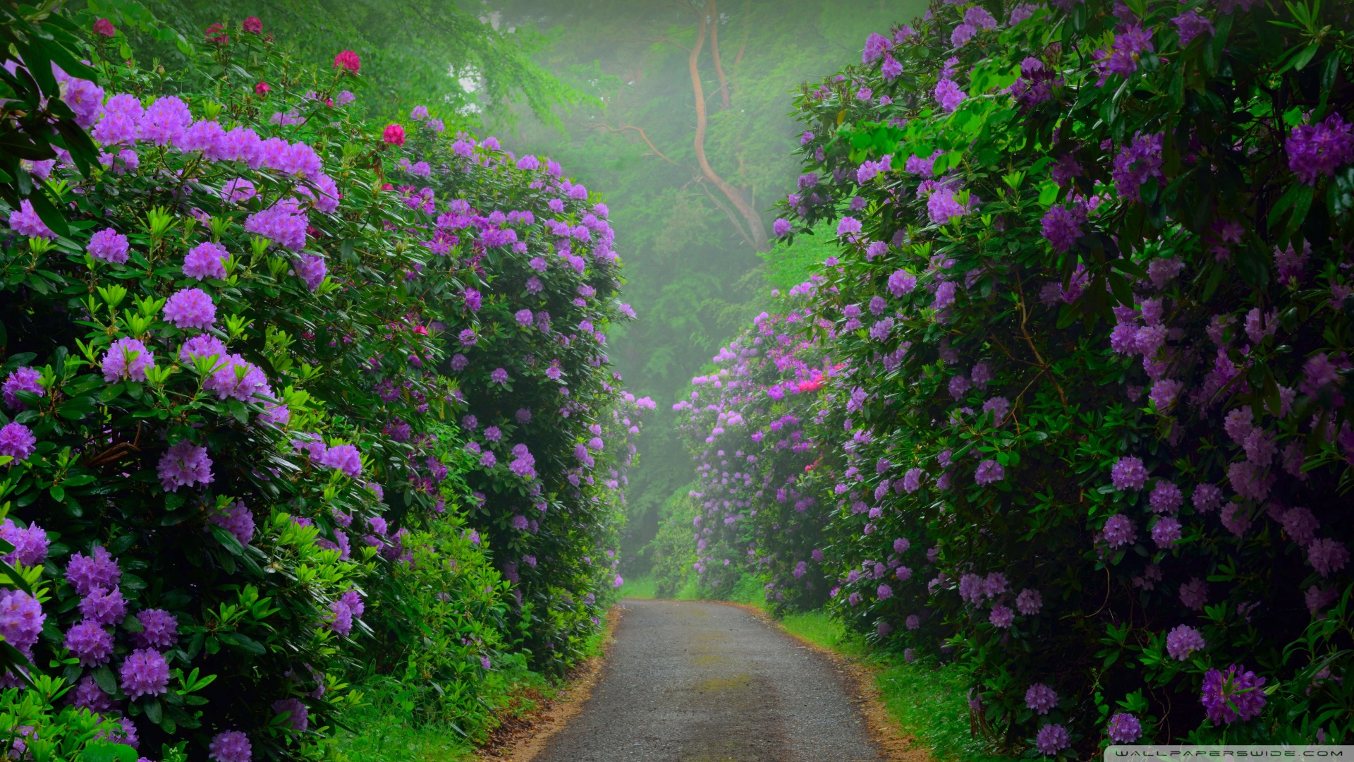 生姜白芨三七