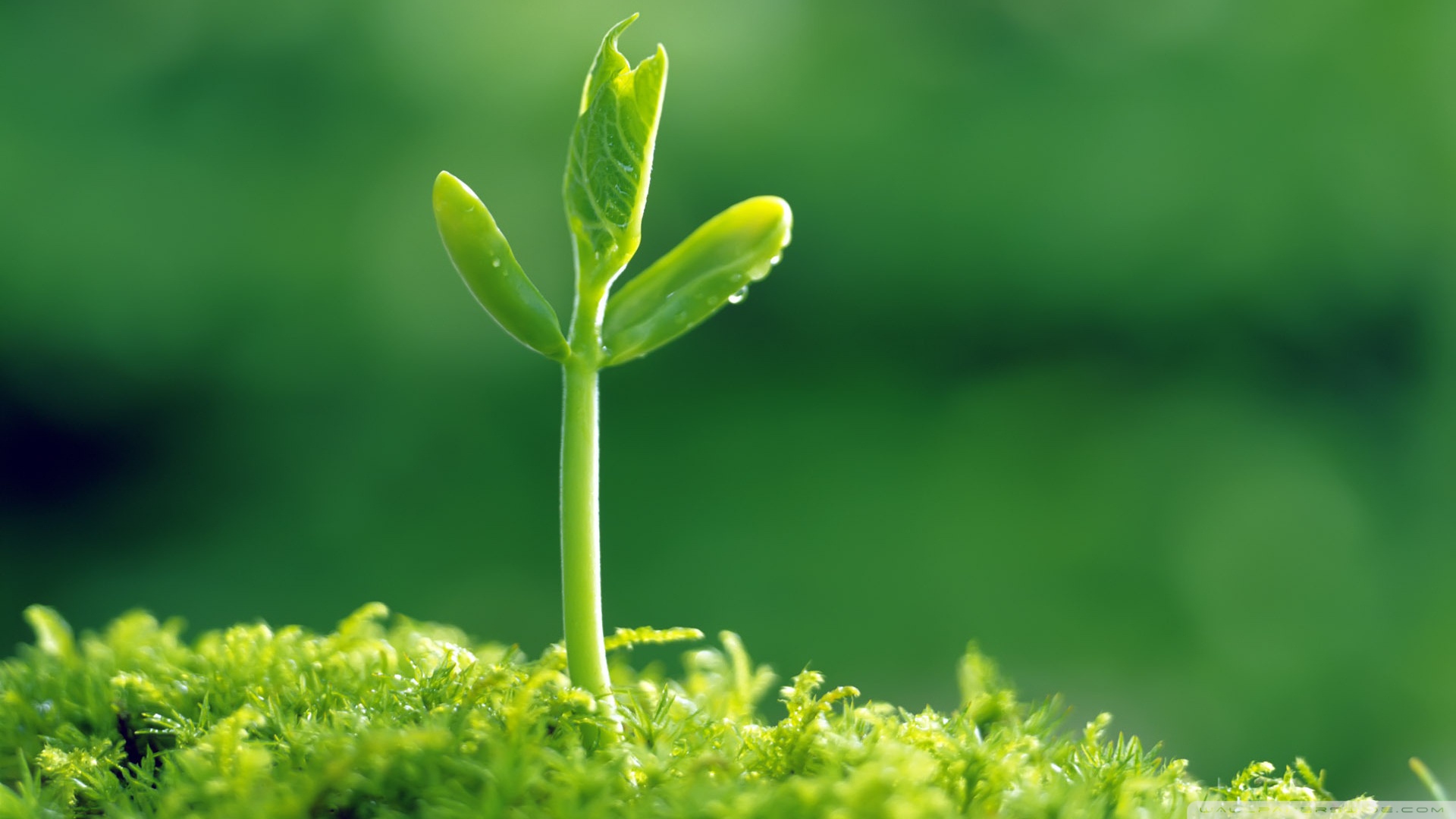 蛇形虫草属真菌灭害虫