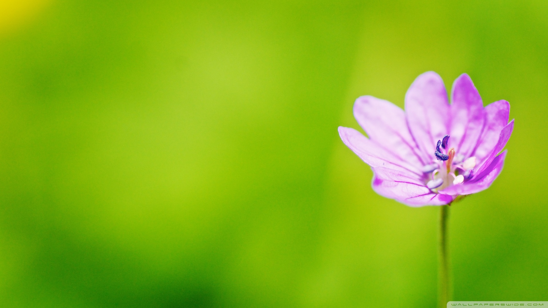 靈芝孢子粉中靈芝三貼含量