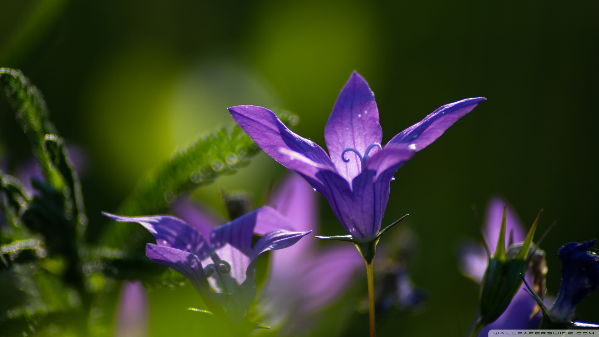 纳斯福灵芝孢子粉