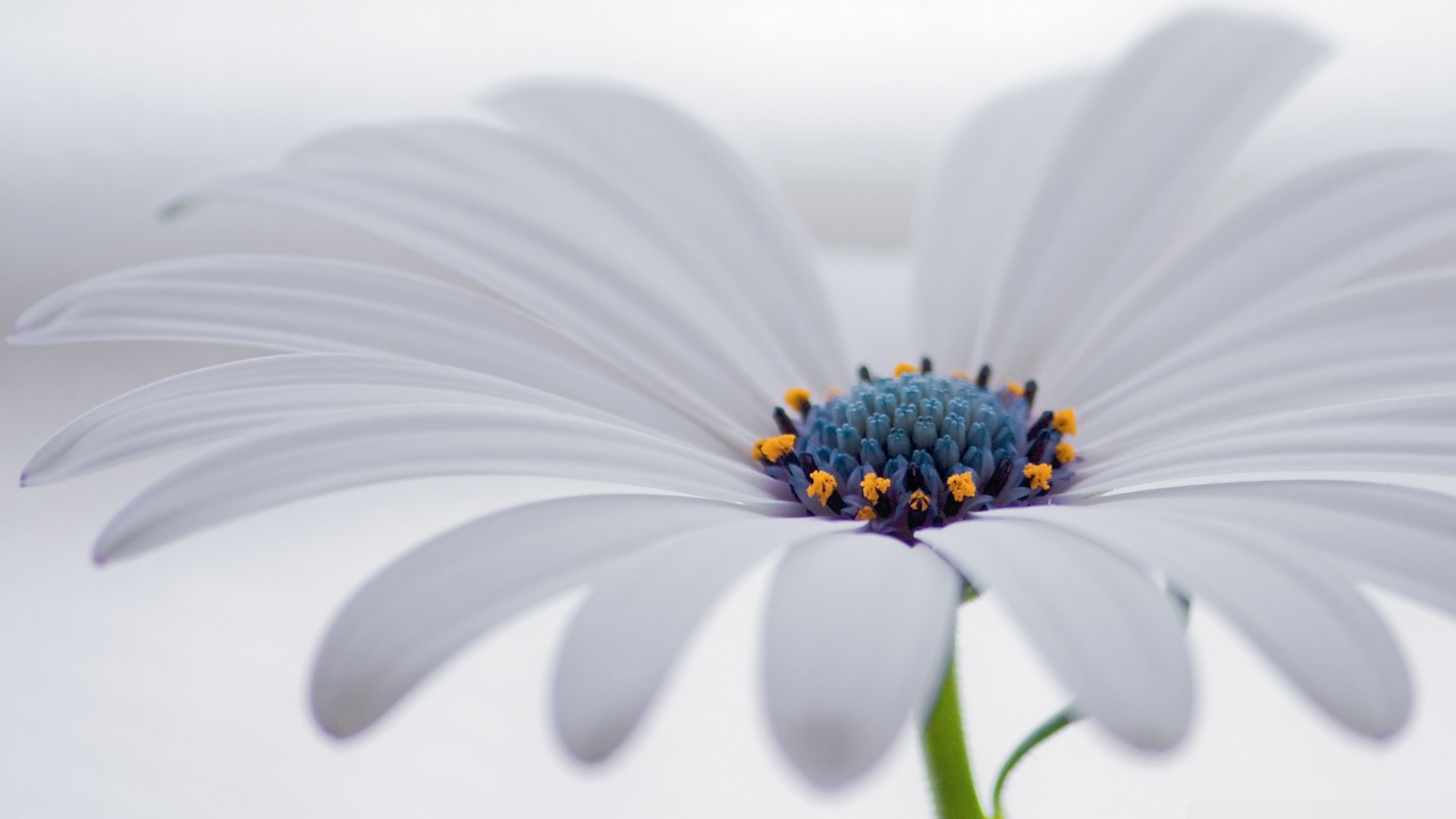 辣木籽花茶