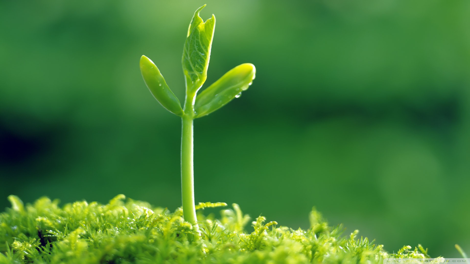 靈芝孢子粉膠囊過期了