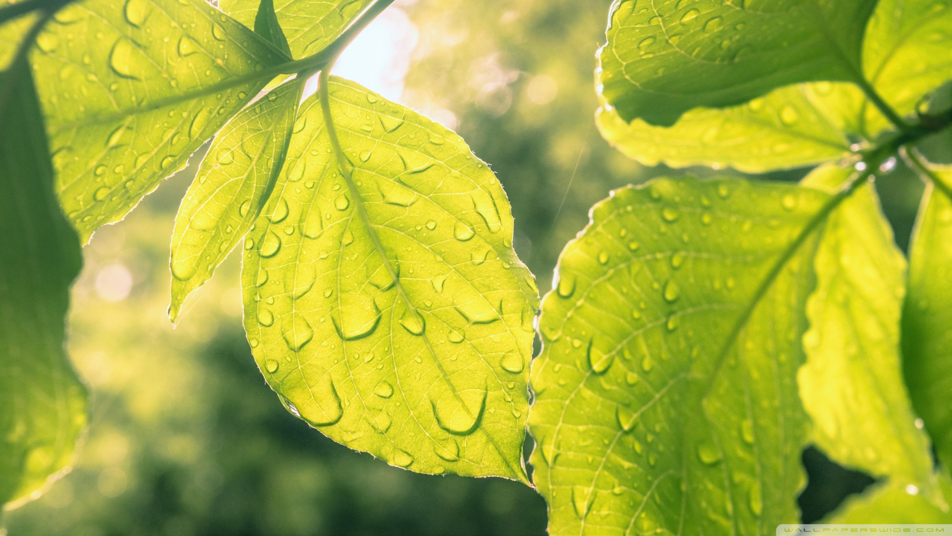 山东省种植辣木籽树