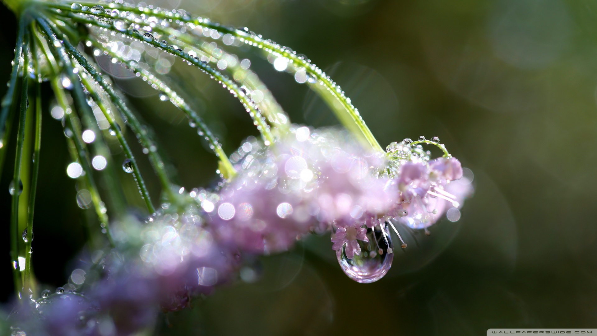 辣木靈芝浴足片