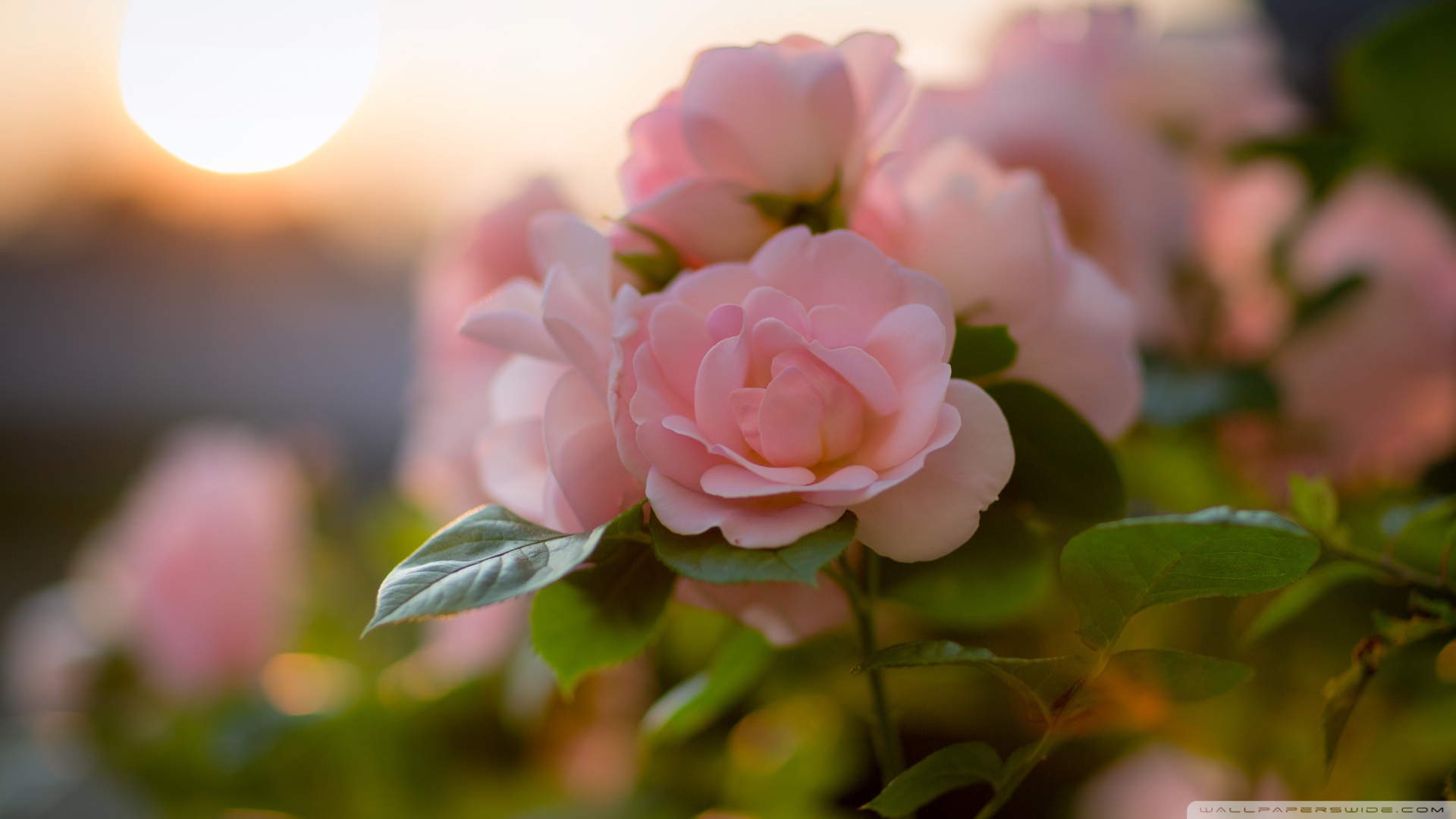 吃靈芝孢子粉后不排便