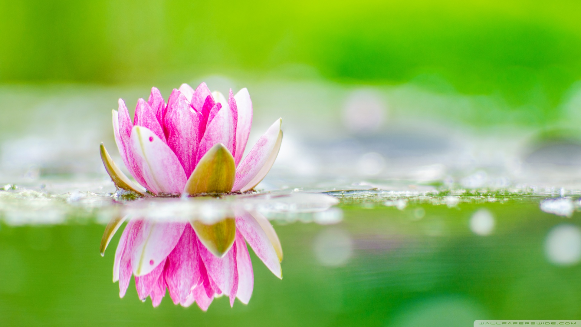 怡芝霖靈芝孢子粉